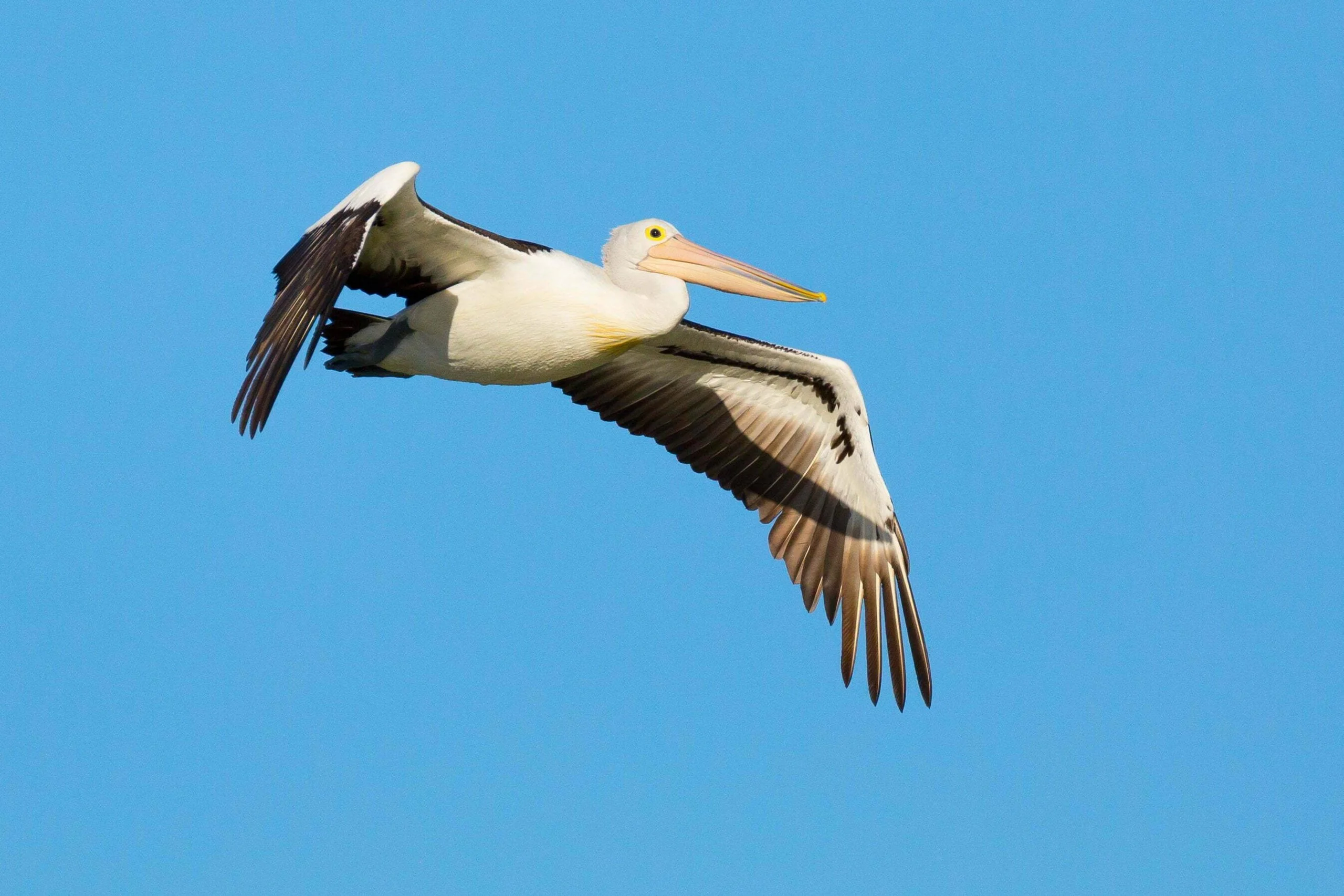 Mounted on a 5D III, 400mm is perhaps not quite long enough for tracking birds.  Thankfully a Pelican is a big bird - but even so the image above is a crop.  You can download the CR2 file to see the full frame.