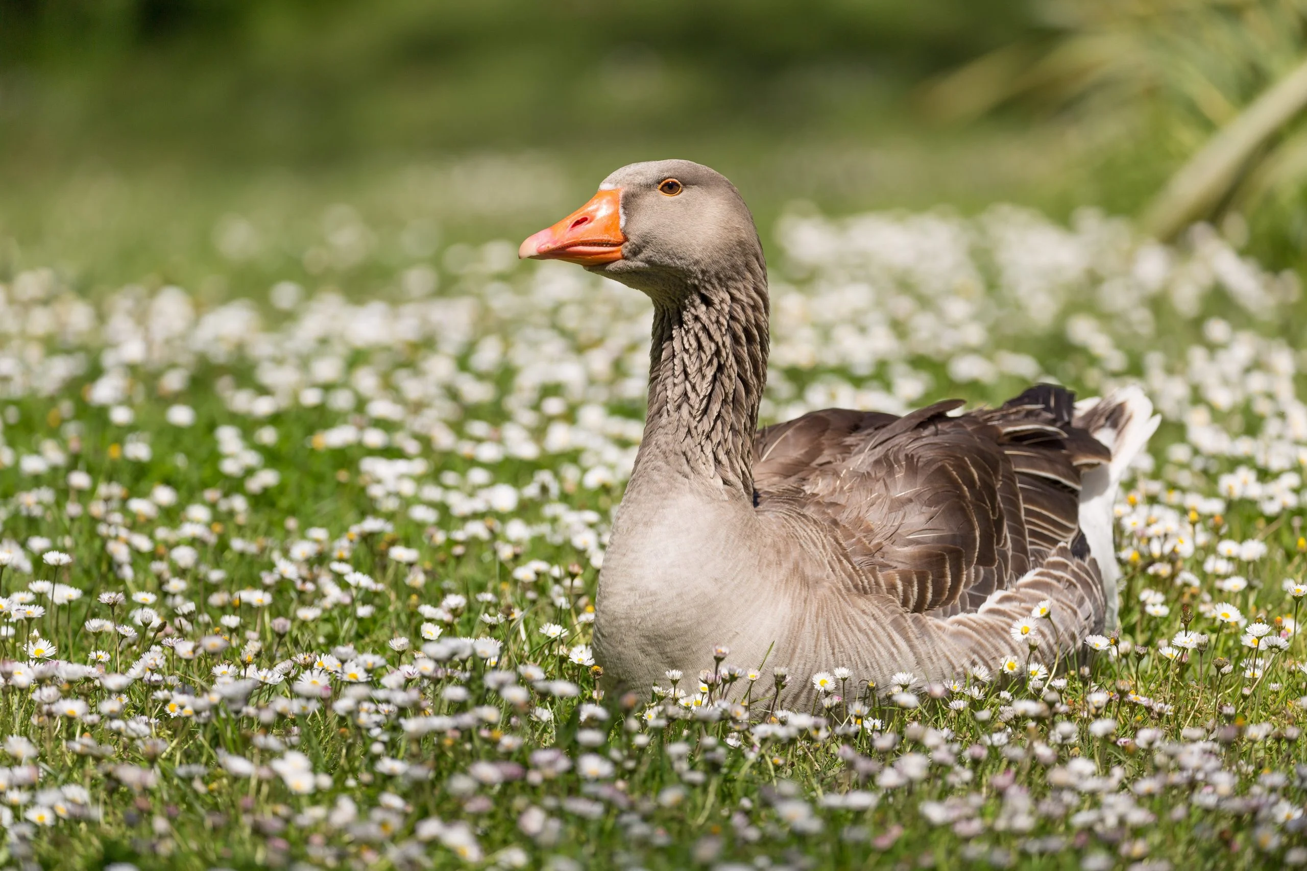 This shot was taken on my first outing with the Canon EF 100-400mm f/4.5-5.6L IS II USM and made me fall in love with the lens.  You need to download the full jpg or raw to fully appreciate just how sharp this lens can be in ideal conditions!