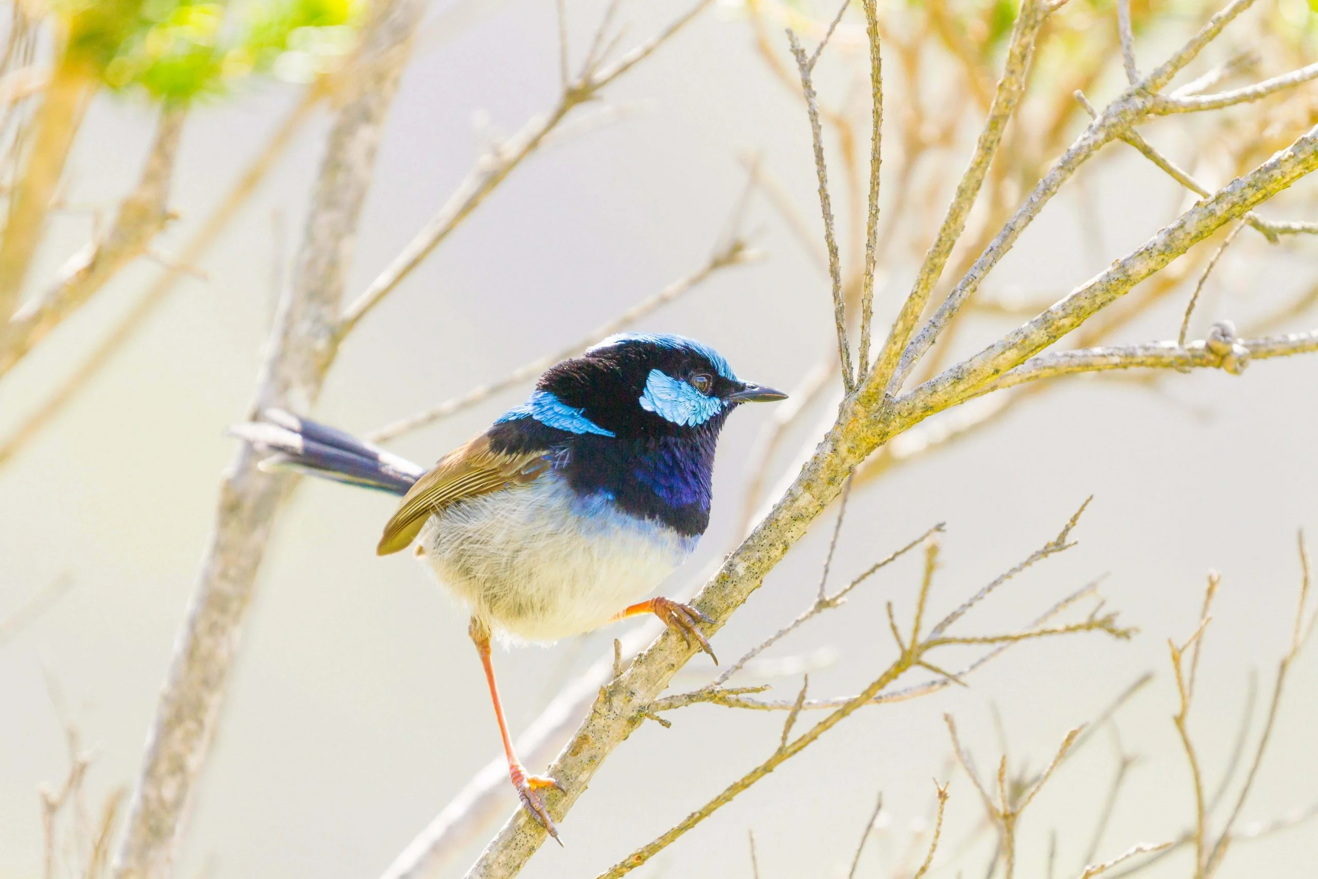 Tiny birds such as this Splendid Fairy Wren are a bit hard to reach at 400mm.  However, mounted on the Canon 7D it is transformed into a 640mm lens, albeit with less resolution and a bit more sensor noise.  That starts to make this lens a viable option for bird photography.