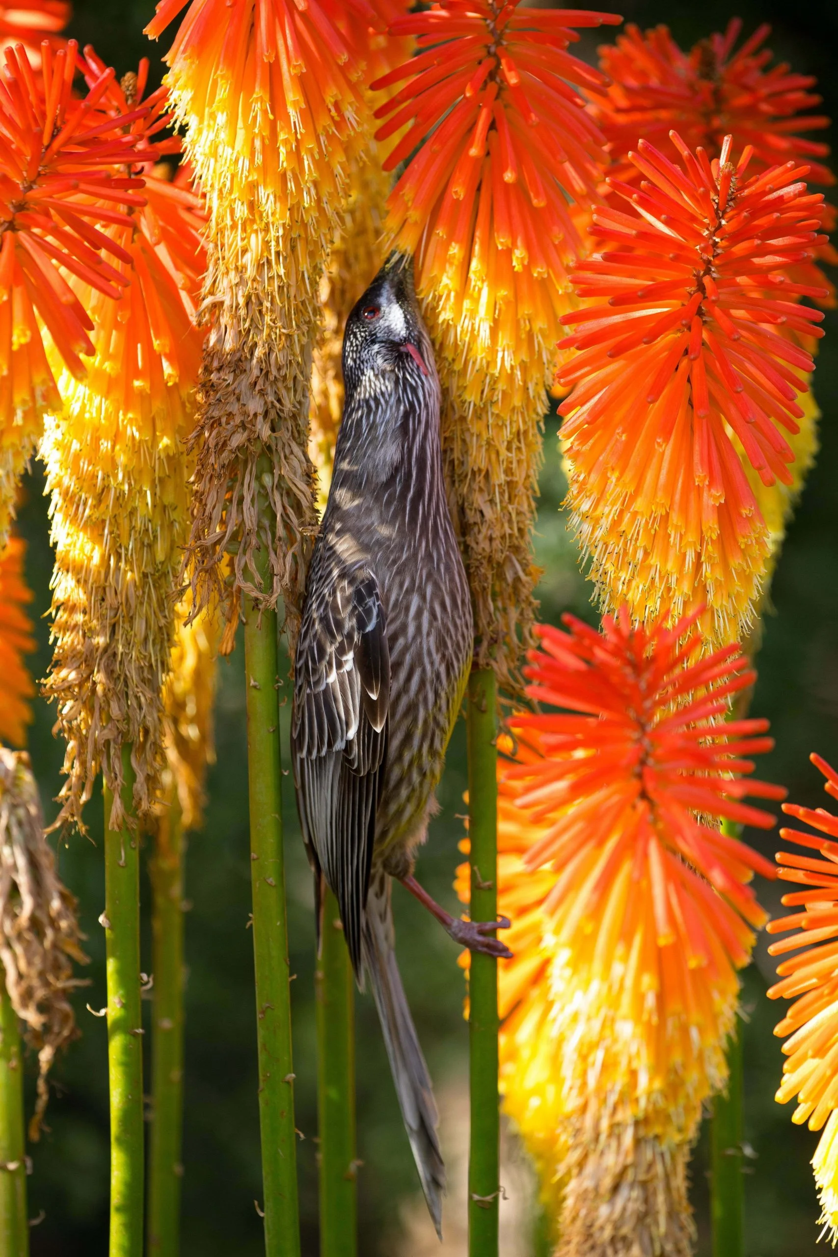 Tamer birds such as this wattle bird allow you to get closer, bringing them into the reach of a 400mm lens.