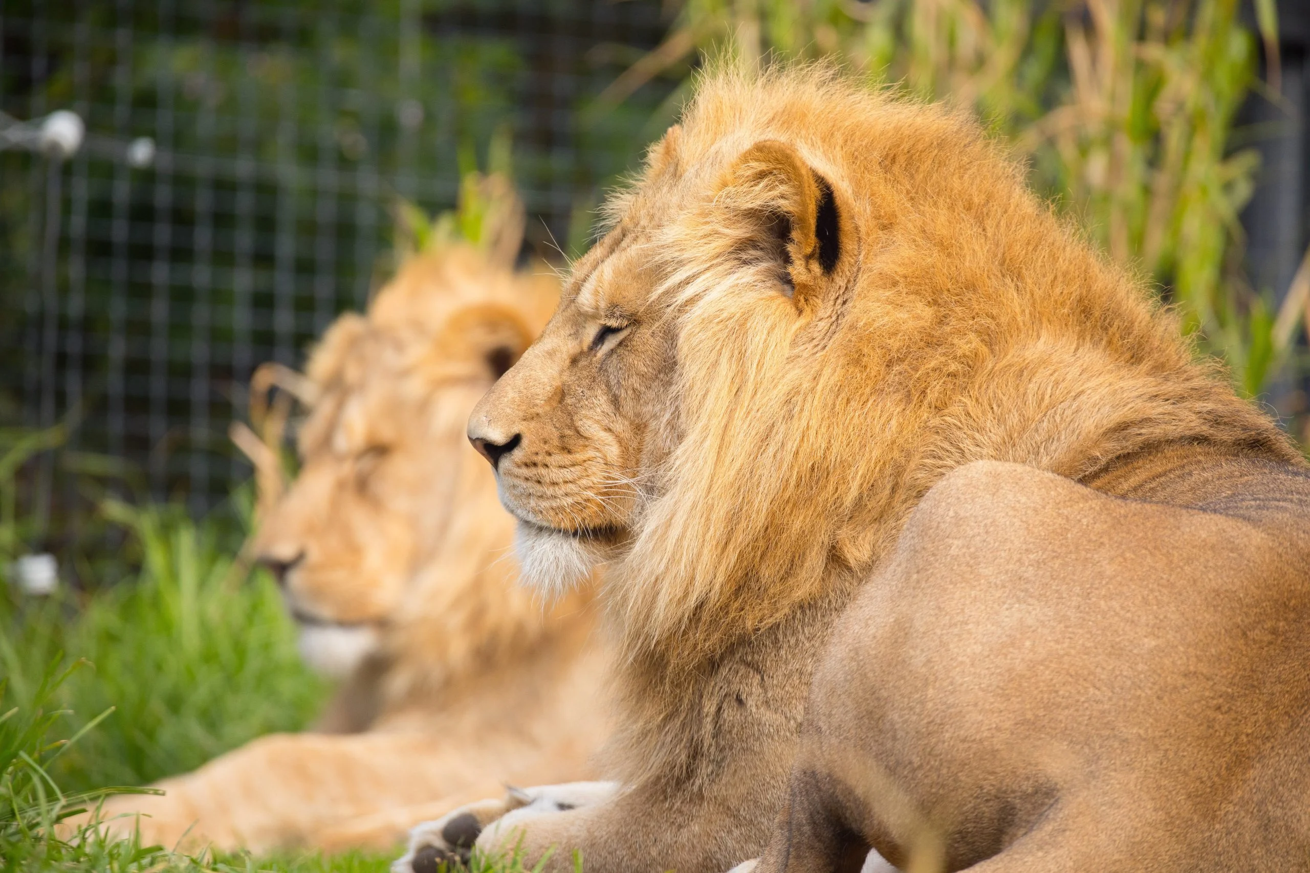 For this shot I spot focused on the fringe of the lion's mane.  This gives the camera some good contrast to work with to achieve accurate focus.