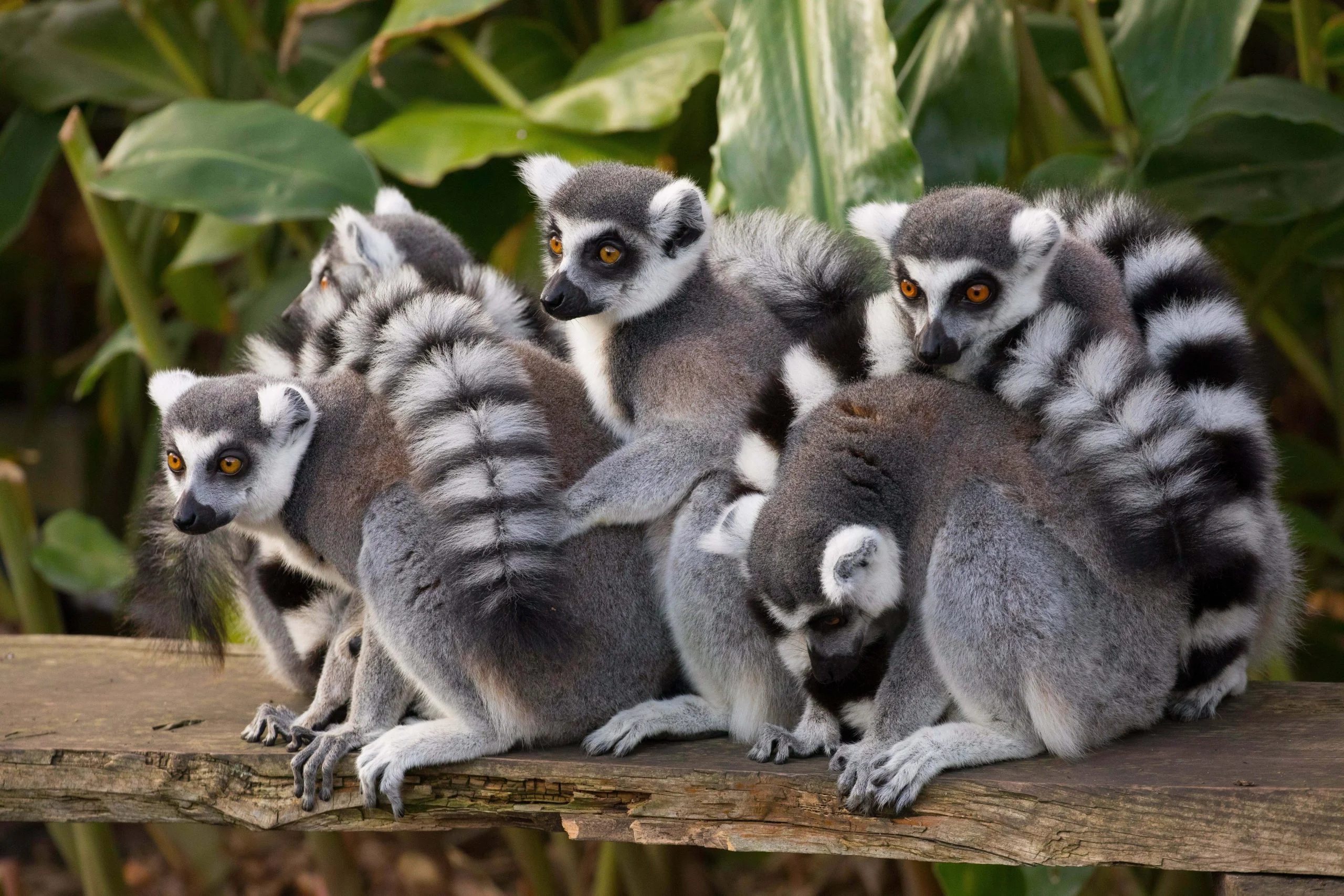 This shot of Lemurs at the Melbourne Zoo provides a perfect example of the resolving power of the <strong>Canon EF 100-400mm f/4.5-5.6L IS II USM.</strong>  The Lemur's were stationary and I was able to take the shot while bracing the lens against a fence post.  I autofocused the camera 3 times on the same contrasty area in the shot so the phase detection had plenty to work with.  I then squeezed the trigger while holding my breath just for good measure.    Even at ISO 3200 every fibre of fur is resolved crisply across the frame.