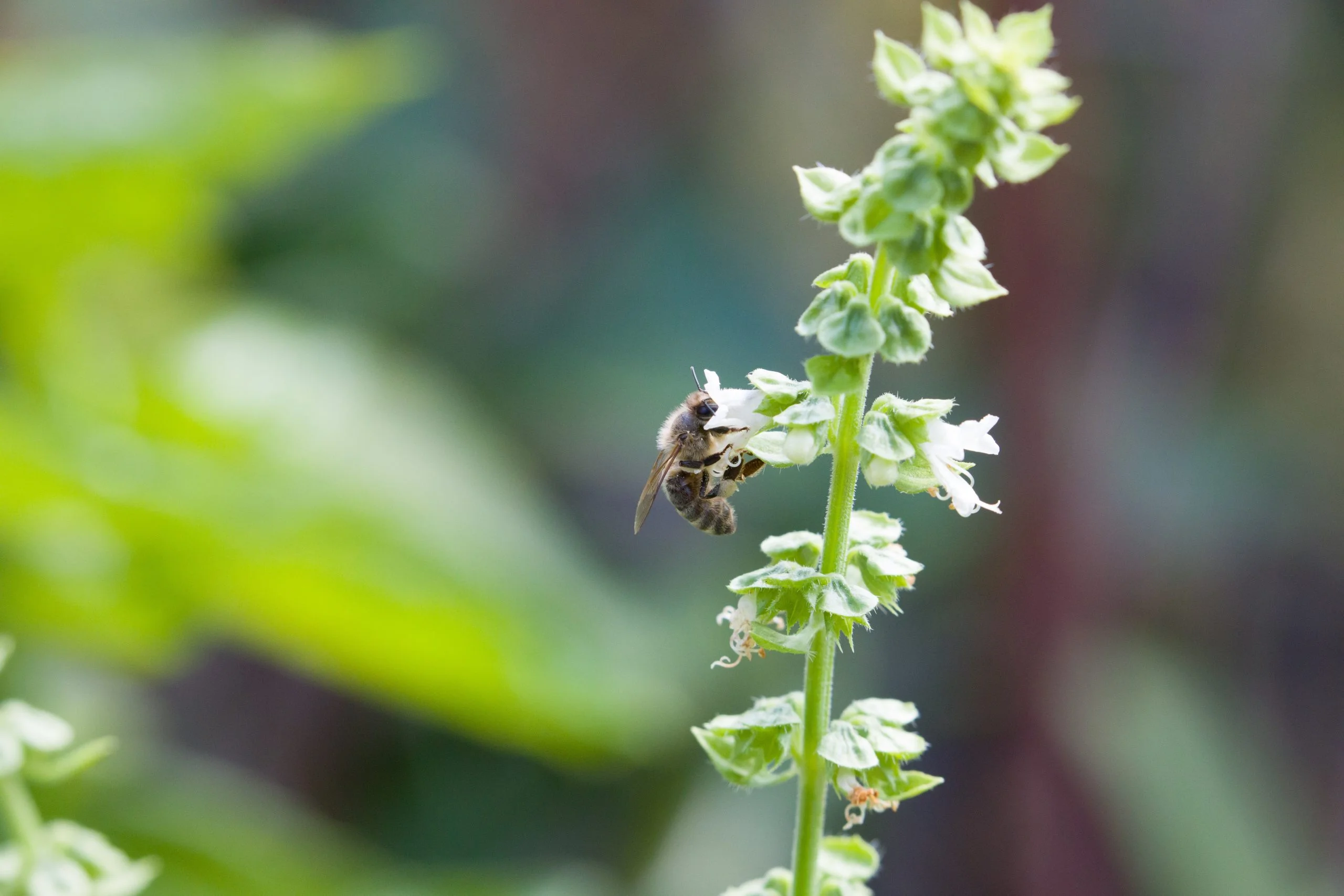 The earlier bee shot was cropped.  This photo is full frame.  To take this shot I zoomed to 400mm, set the lens to manual focus, and moved the focus ring to the closest focus distance.   Then I moved (swayed)  until the bee was in perfect focus, which was confirmed by the camera's focusing system which beeps when the active focus point is on an in focus object.  By doing this, you can get the greatest possible macro magnification for the lens.