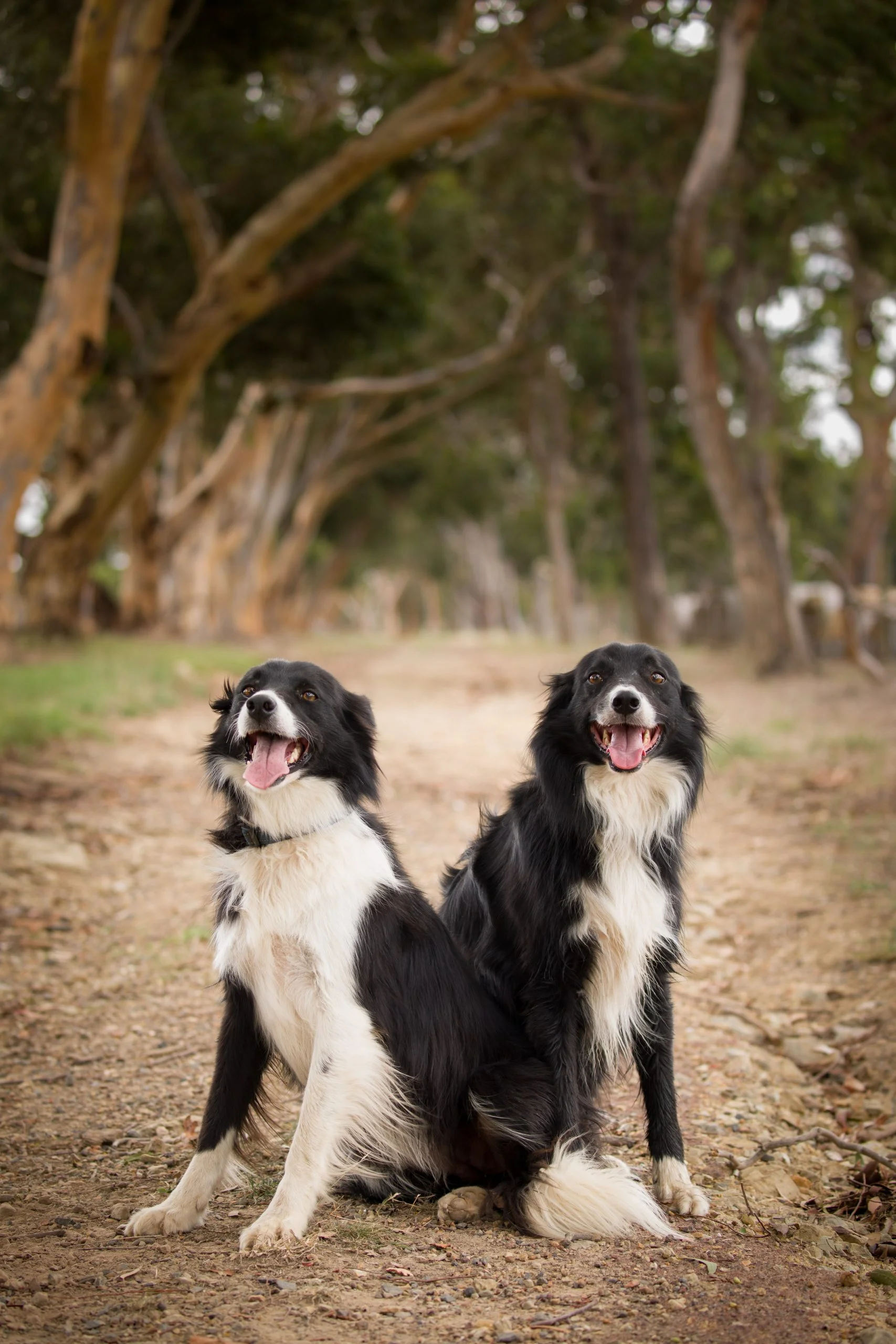 This is the only location (pet in this case) portrait shoot at which I can recall reaching for the Canon EF 100-400mm f/4.5-5.6L IS II USM.  Having left my Canon EF 85mm f/1.2L II USM at home this day I decided to give this lens a go.  The extra zoom has a nice magnifying effect on the background.  I originally tried taking this shot at 400mm, but that put me so far away from the dogs that it made direction difficult!